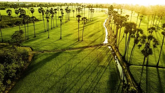 kerala paddy