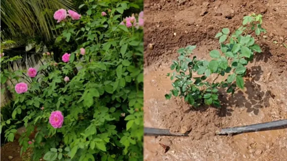 Rose Plant Fertiliser FI