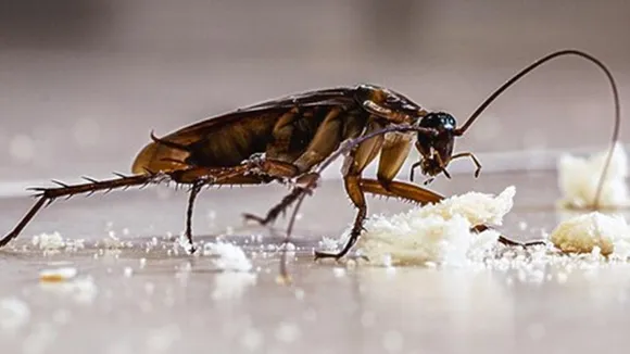 Get Rid Of Cockroach FI