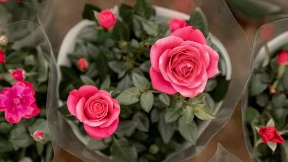rose flower, rose plant