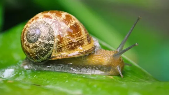 Tips To Get Rid Of Snail  FI