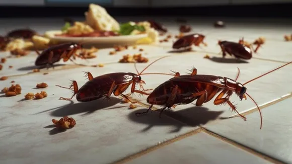 Get Rid Of Cockroaches FI