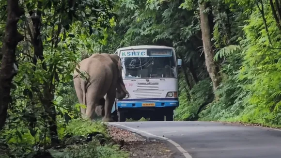 KSRTC Elephant