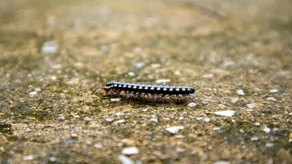 Prevent Leech FI 1