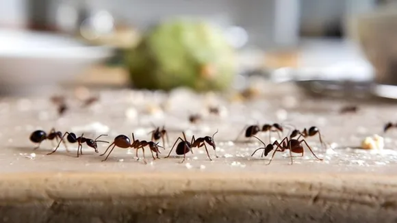 Get Rid Of Ants FI