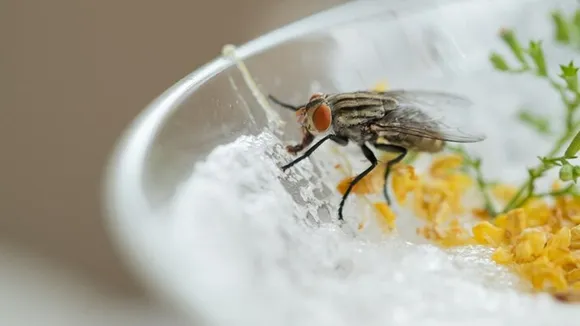 Get Rid Of Housefly FI