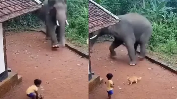AI Elephant cat viral video