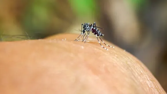 Get Rid Of Mosquitoes  FI