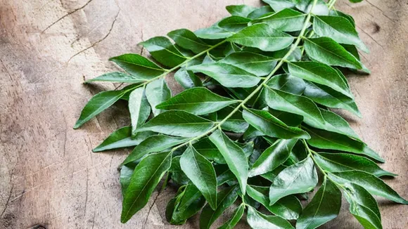 Keep Curryleaves Fresh For Long FI