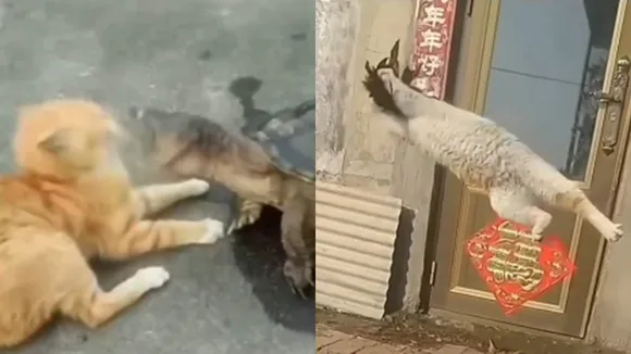 Cat Viral Video Instagram