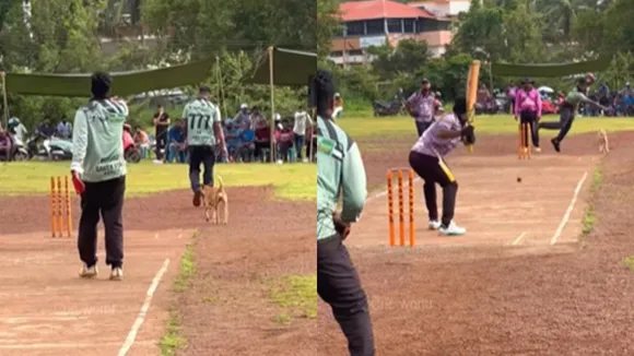 Viral funny dog video