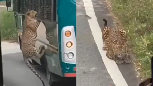 leopard Attack