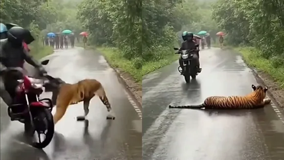 AI Tiger Viral Video