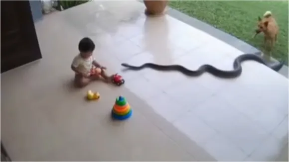 AI Snake Viral Video