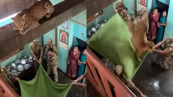 AI Leapord Viral Video