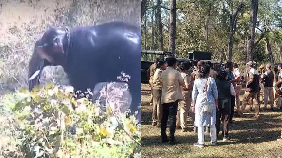 Wayanad, Wild Elephant