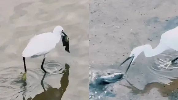 Bird Rescuing Fish