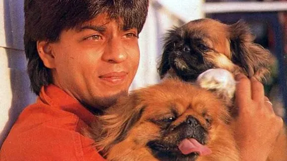 Shah Rukh Khan Pet Dog