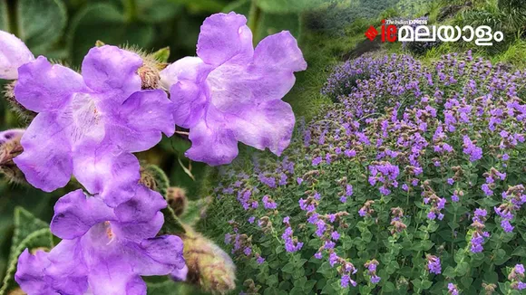 Neelakurinji | idukki