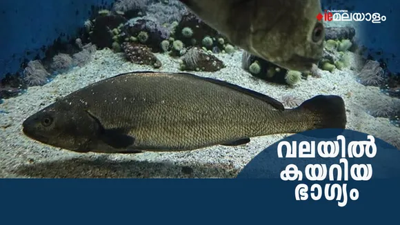 Sowa fish | Millionaire 