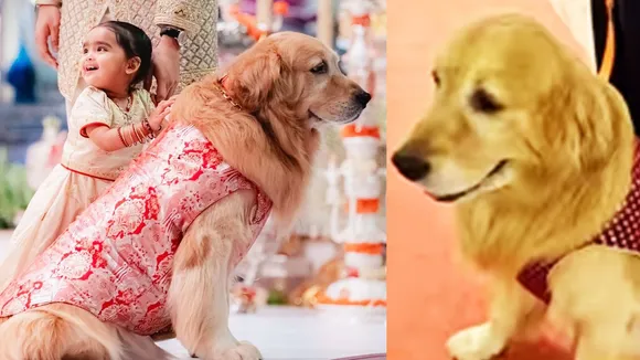 Furbaby Costume | Ananat Ambani Wedding 