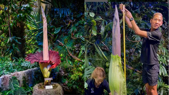 Amorphophallus titanum
