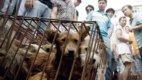 dog meat | South Korea
