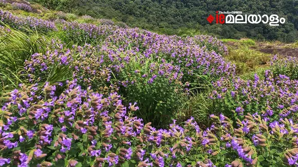 Neelakurinji
