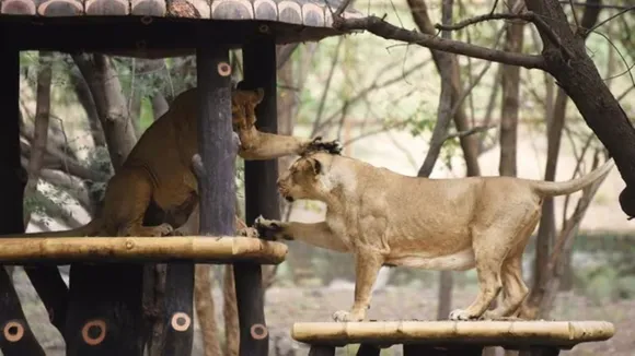 Lions
