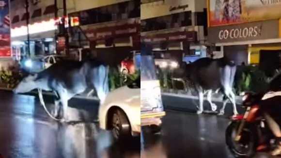 Buffalo walking on a busy road