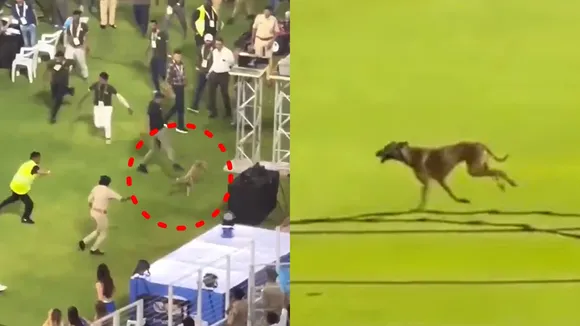 Ipl 2024 | Dog