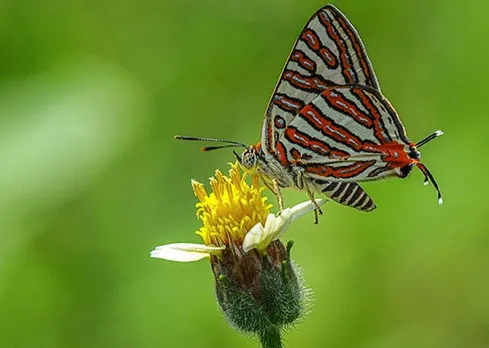 Butterflies, Hariharan Subhramanian photography