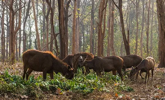 deer park, deer park walayar, animal protection, palakkad, walayar, hariharan subramaniam