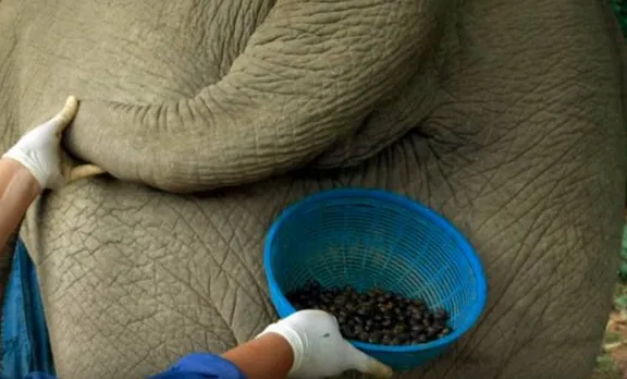 ലോകത്തിലെ ഏറ്റവും വില കൂടിയ കാപ്പി ആനപ്പിണ്ഡത്തിൽ നിന്ന് !