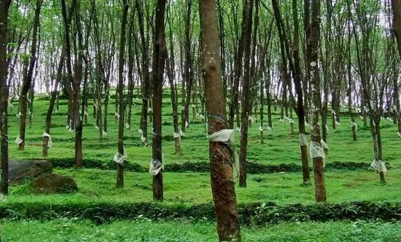 rubber, tree, plantation