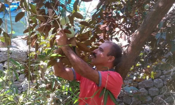 jamaican fruit, mukkam, kozhikode,