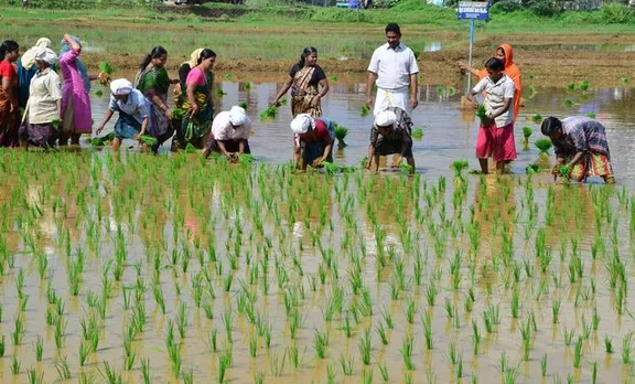 perinthalmanna, farmers, rice cultivation, perinthalmanna muncipality, malappuram, food