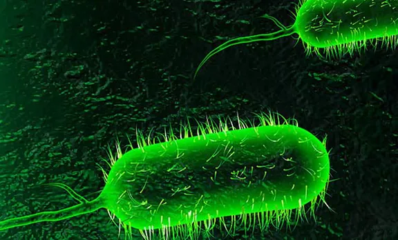 cholera, iraq