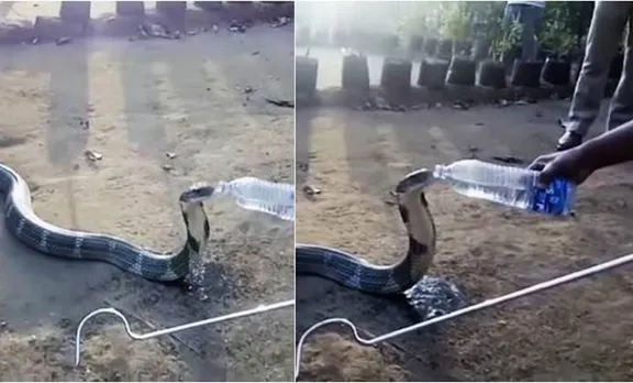 king cobra, water bottle, karnataka