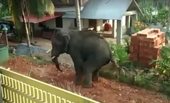 'കഞ്ചിക്കോട് ജനവാസ മേഖലയില്‍ ഭീതി പരത്തി കാട്ടാന'; വീഡിയോ പ്രചരിക്കുന്നു