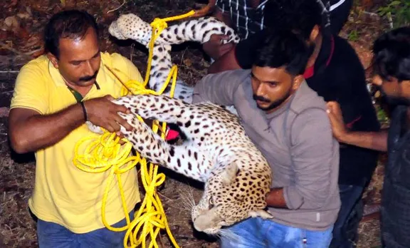 കണ്ണൂരിനെ ഭീതിയിലാഴ്ത്തിയത് വളര്‍ത്തുപുലിയെന്ന്; ജീവനുളള ഇരയെ തിന്നാത്ത പുലി 'സംശയക്കൂട്ടില്‍'