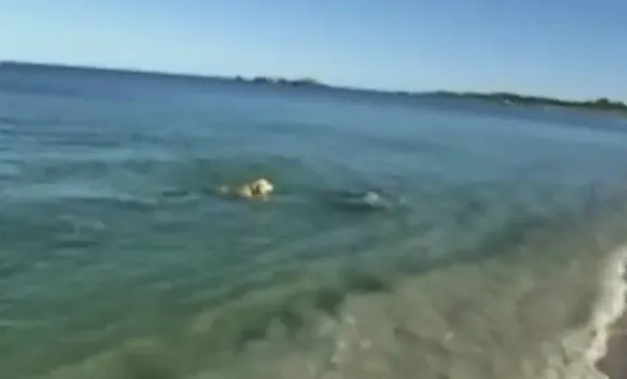 dophin , dog ,swimming