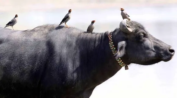 beef, cow