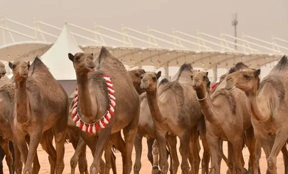 camel fest, saudi arabia