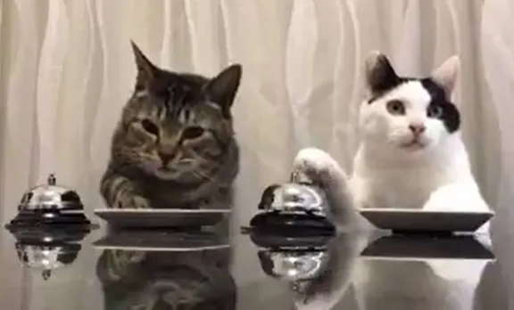 cats
