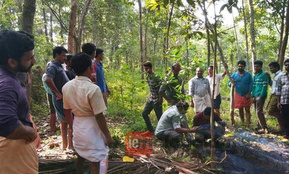 leopard, kannur