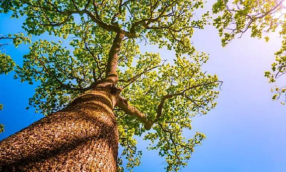 പരിസ്ഥിതിക്ക് ദോഷം ചെയ്യുന്ന മരങ്ങള്‍ വെട്ടിമാറ്റുന്ന പദ്ധതിക്ക് ജൂണ്‍ 5ന് തുടക്കമാകും; സംസ്ഥാനത്ത് ഒരു കോടി വൃക്ഷത്തൈകള്‍ നടും