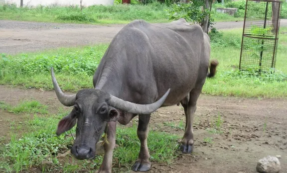 പോത്തിന്റെ കുത്തേറ്റ് യുവാവ് മരിച്ചു; സംഭവം  മലപ്പുറത്ത്