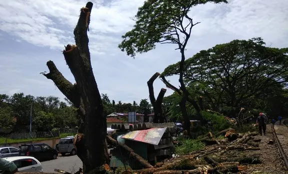 കൊച്ചിയിൽ മരങ്ങൾ വെട്ടിമാറ്റുന്നു, Deforestation in Kochi, കൊച്ചിയിൽ മരങ്ങൾ വെട്ടിനീക്കാൻ റയിൽവേ, Railway sanctio to cut trees in Kochi, huge trees in kochi, കൊച്ചിയിൽ തണൽമരങ്ങൾ മുറിച്ചുമാറ്റുന്നു
