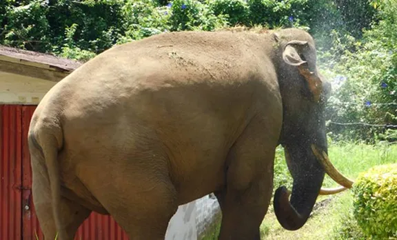 wild elephant, elephant attack, idukki,
